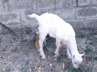 Ziege, Saanen goat — Foto 3