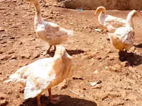 Geese — photo 4