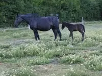 母马, Nonius horse — 照片 3