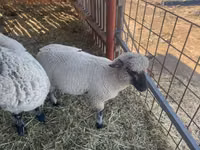 Ram, Shroshire sheep — photo 2