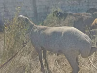 كبش, Arabi sheep — الصورة 2