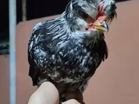 Chickens — الصورة 3