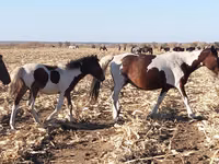 Mare, Pinto horses — photo 1