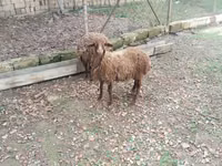 Schafe (Partie, Geschlecht nicht angegeben), Daglıс sheep — Foto 2
