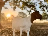बकरी, Boer goat — फ़ोटो 5