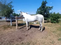 Mare, Orlov Trotter — photo 1