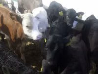 Cattle (batch, sex not specified), Cattle — photo 1