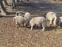 公羊, Sheep — 照片 5