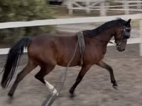 حصان, Hackney horse — الصورة 2