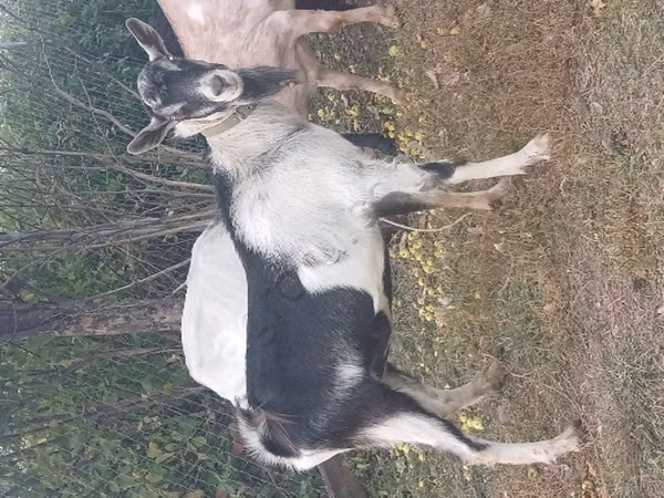 公山羊, Alpine goat