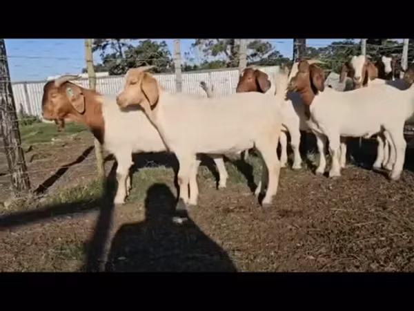 Cabras (lote, sexo no especificado), Boer goat