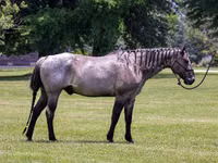 Horse (M), Quarter Horse — photo 2