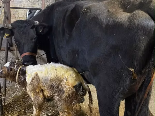 Cow, Alatau breed