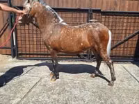 Mare, Horses — photo 3