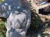 Ducks — photo 8
