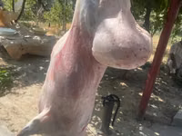Carnero, Ovejas — foto 4