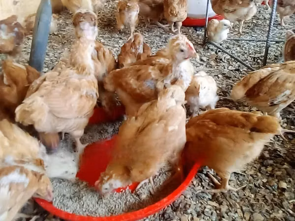 Chickens — كينيا