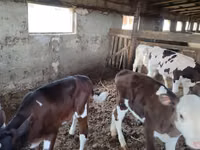 母牛, Cattle — 照片 3