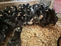 波切夫斯特鲁姆库库克 — 照片 6