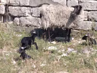 भेड़, Romanov sheep — फ़ोटो 5
