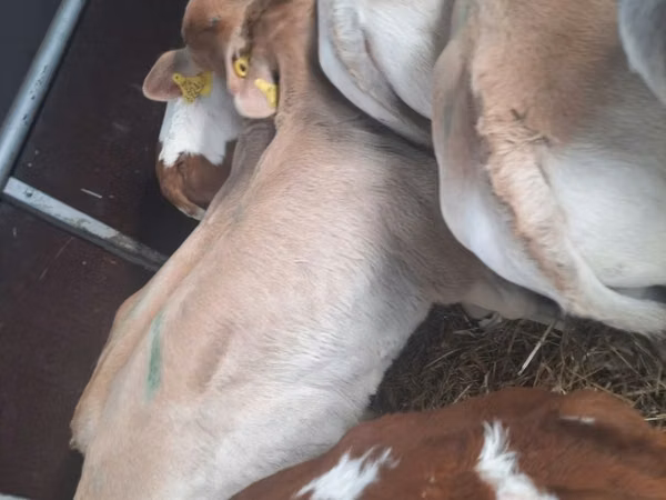 Bulle, Simmental cattle