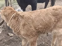 Cow, Cattle — photo 5