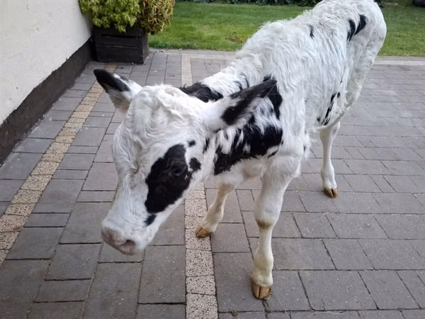 Cow, Russian Black pied cattle