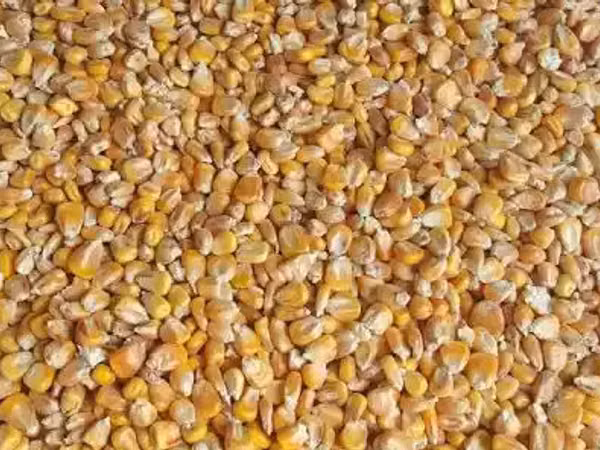 Продам кукурузу