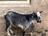 ماعز (دفعة، الجنس غير محدد), Nubian Goat — الصورة 4