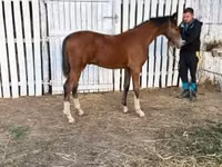 Horse (M), Dutch warmblood horse — photo 5