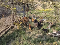 Куры — фото 1
