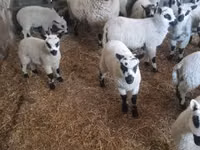 公羊, Cerry Hill sheep — 照片 4