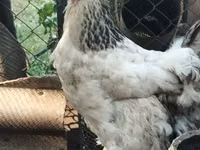 Brahma — photo 1