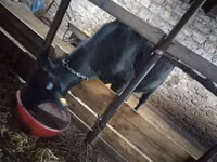 公牛, Cattle — 照片 4