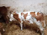 Bovinos (lote, sexo no especificado), Simmental cattle — foto 4