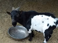 Cabro, Nigerian dwarf goats — foto 1