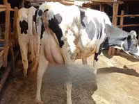 Cow, Holstein breed — photo 1