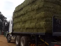 Lucerne For Sale - Small Bales (For Sale) — photo 4