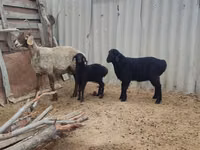 भेड़, Arashan sheep — फ़ोटो 6