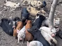 मादा सूअर, सूअर — फ़ोटो 6