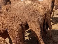 إبل (دفعة، الجنس غير محدد), Kazakh Bactrian camel — الصورة 4