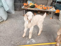 Goats (batch, sex not specified), Beetal goats — photo 6