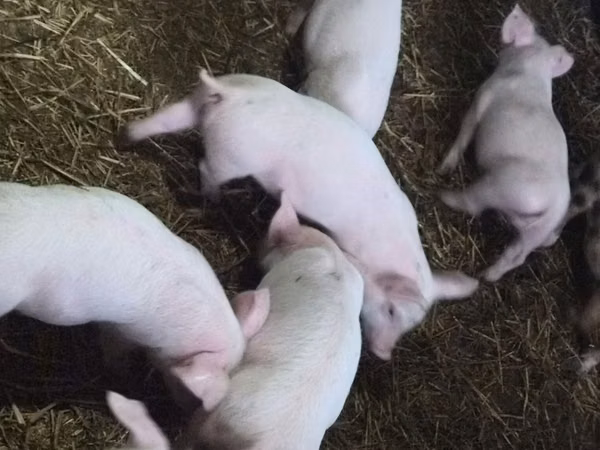 Boar, 