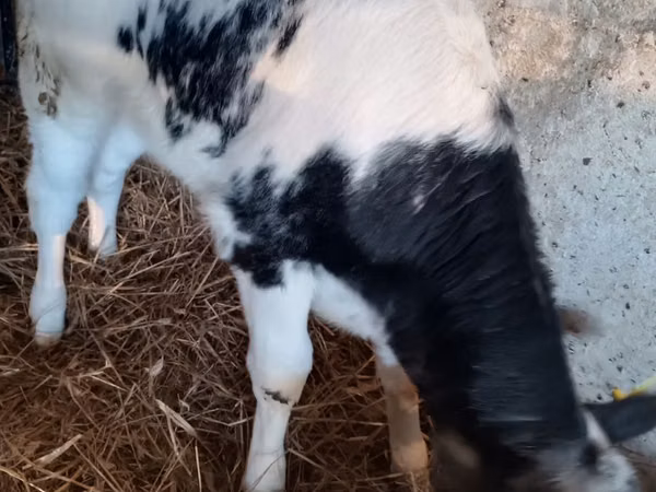 Vaca, Ganado vacuno