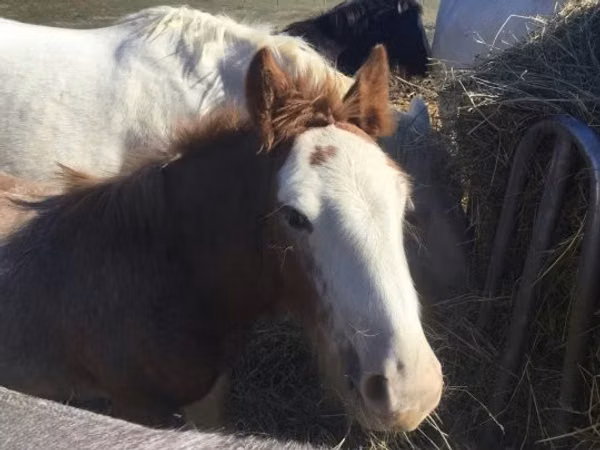 Hengst, Gypsy horse