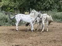 Hengst, Mugalzhar horse — Foto 7