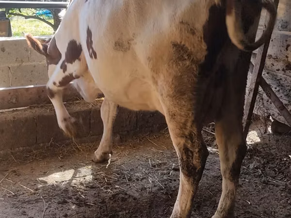 بقرة, أيرشير