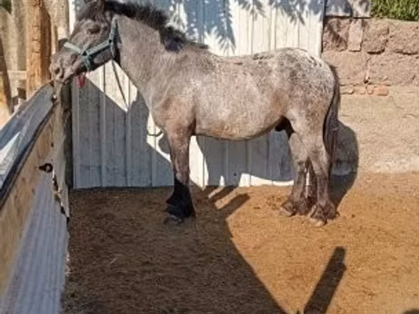 Hengst, Appaloosa
