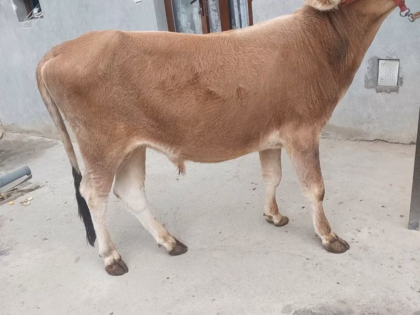 Cattle (batch, sex not specified), Cattle
