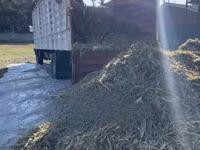 Loose Baby Corn Silage — фото 1
